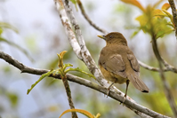 Turdus grayi